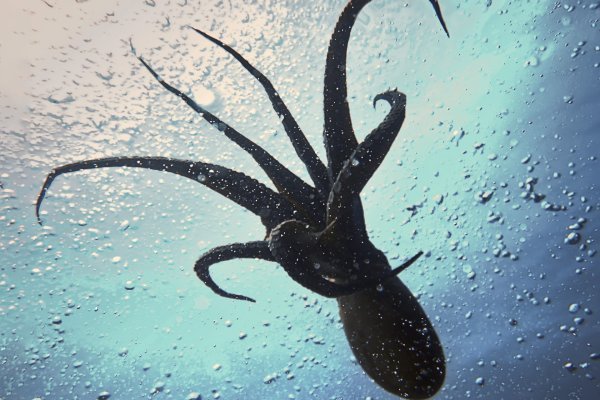 Kraken17 at