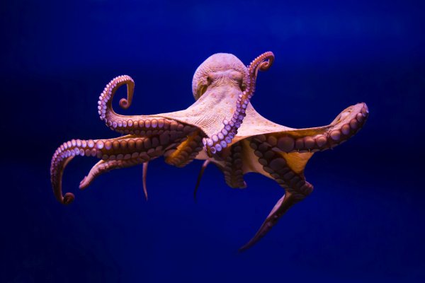 Кракен ссылка 2web
